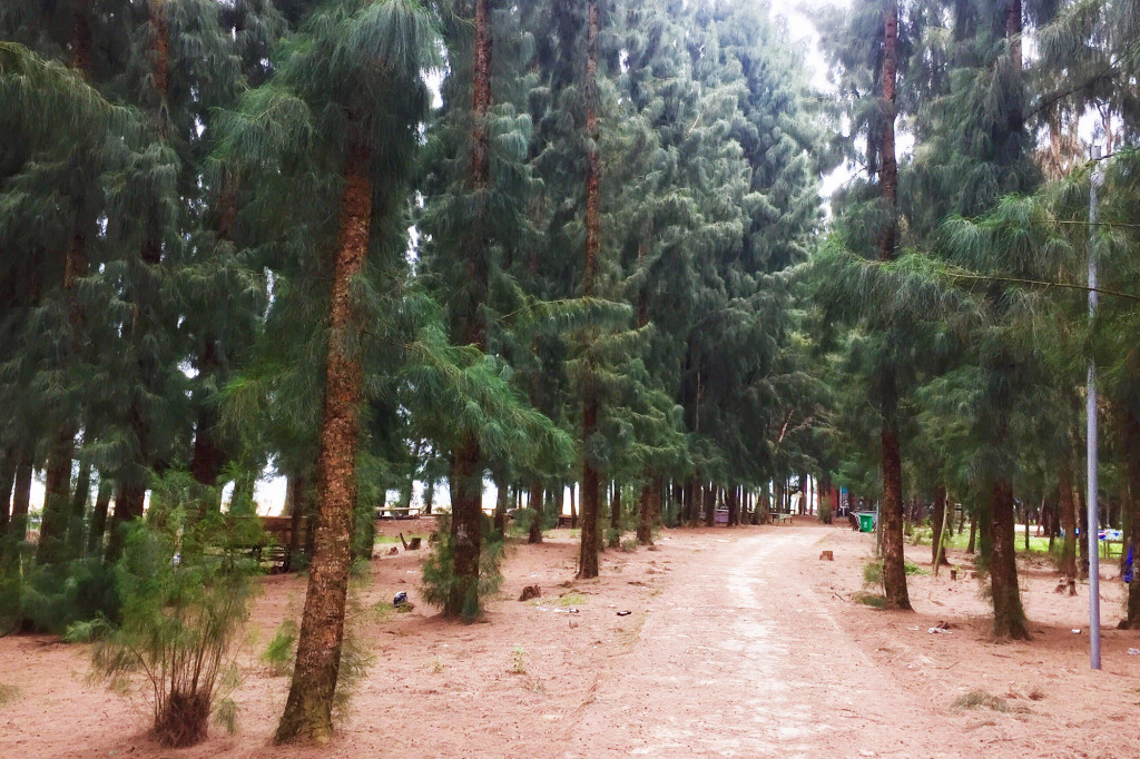 Rừng phi lao. Ảnh: Báo Quảng Ninh.
