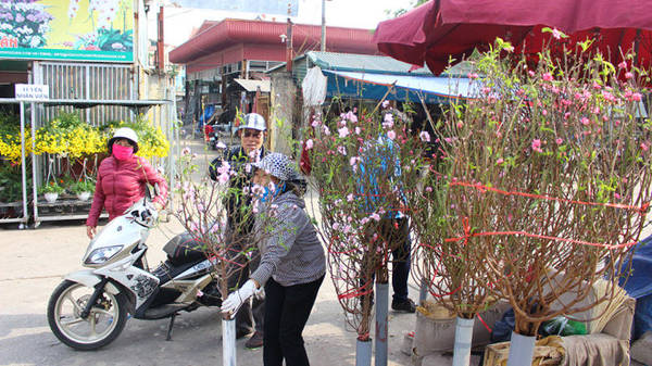 Đào Nhật Tân khoe sắc sớm đón Tết dương lịch, giá bán dao động từ 100.000 - 200.000 đồng/cành tùy loại