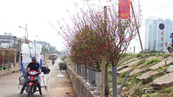 Chợ hoa Quảng Bá là nơi bán nhiều loại đào. Những cành đào bung nở được để dọc hai bên đường thu hút người dân thủ đô - Ảnh: HÀ THANH