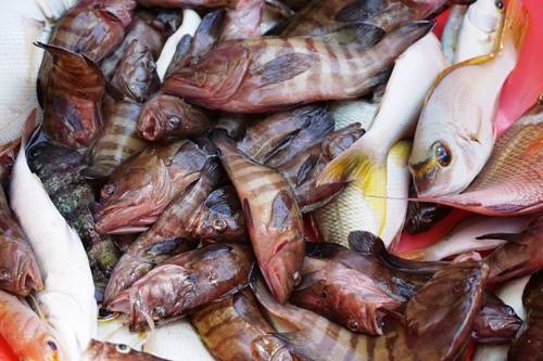 Thành quả câu cá trên Hòn Móng Tay