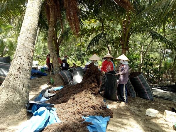 Người dân nơi đây chủ yếu sống nhờ vào biển, đánh bắt hải sản, trong đó hái rong mơ là một nghề mới lạ với du khách từ xa đến.