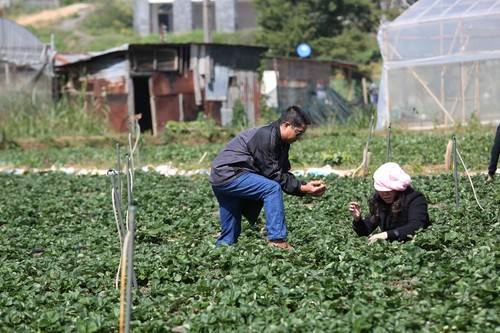 Tự tay thu hoạch dâu tây Đà Lạt chín đỏ