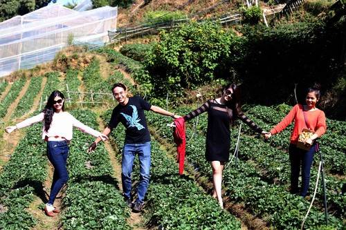Trái dâu tây Đà Lạt tươi ngon hái tận gốc