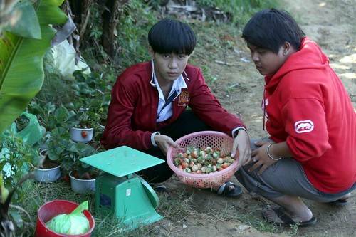 Đặc sản dâu tây Đà Lạt nổi tiếng cả nước