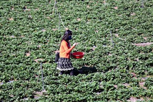 Hộp dâu tây Đà Lạt tươi rói vừa hái