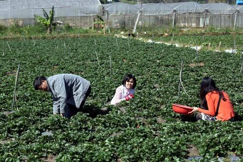 Góc sống ảo triệu view tại vườn dâu tây Đà Lạt
