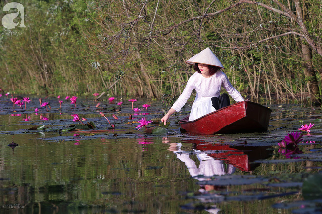 Thiếu nữ ngắm hoa súng Suối Yến trên thuyền