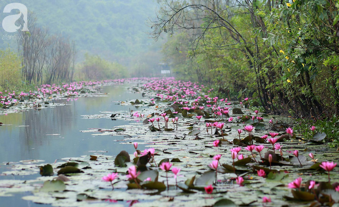 Hàng trăm bông hoa súng vươn mình lên từ dưới làn nước, cùng nở bung khoe sắc tím hồng thơ mộng cả một góc trời.