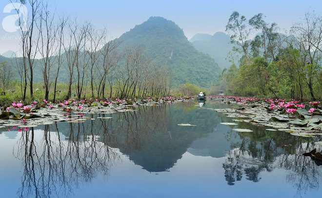 dau-chi-co-la-vang-mua-thu-ha-noi-con-la-mua-nuoc-no-hoa-tim-dep-lim-tim-the-nay-ivivu-14