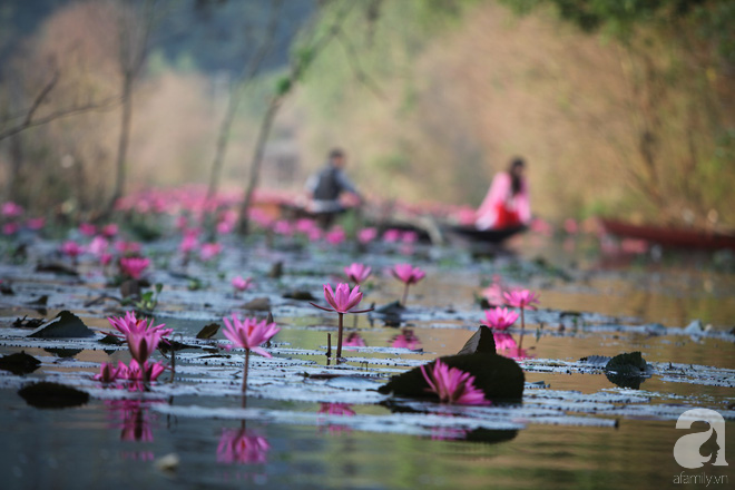 dau-chi-co-la-vang-mua-thu-ha-noi-con-la-mua-nuoc-no-hoa-tim-dep-lim-tim-the-nay-ivivu-15