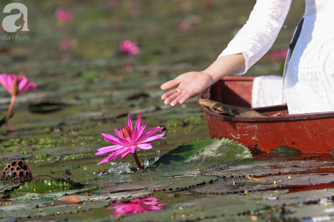 Những cánh hoa tím trong nắng thu sớm luôn mang trong mình một sức hút mãnh liệt với những người yêu hoa.
