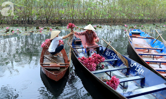 Những người chèo đò ở đây cũng rất nhanh nhạy, hái lấy những bông hoa màu tím này để bán cho khách du lịch. Họ bảo, hái hoa súng phải rất khẽ, rất dịu dàng, bởi đây là loài hoa biết... xấu hổ. Nếu vô tình chạm mái chèo vào cánh hoa, hoa sẽ khép lại chứ không nở bung như ban đầu nữa.