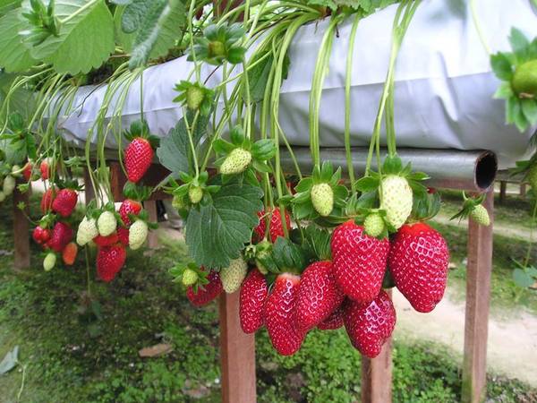Dâu Đà Lạt nổi tiếng với quả mọng chín đỏ tại vườn dâu tây Đà Lạt