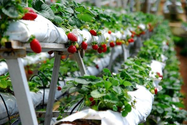 Chụp ảnh đẹp tại vườn dâu tây Đà Lạt
