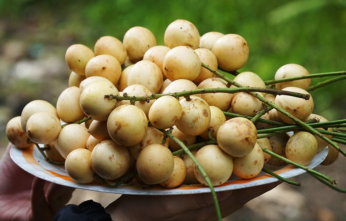 Dâu Hạ Châu dùng chế biến gà um dâu