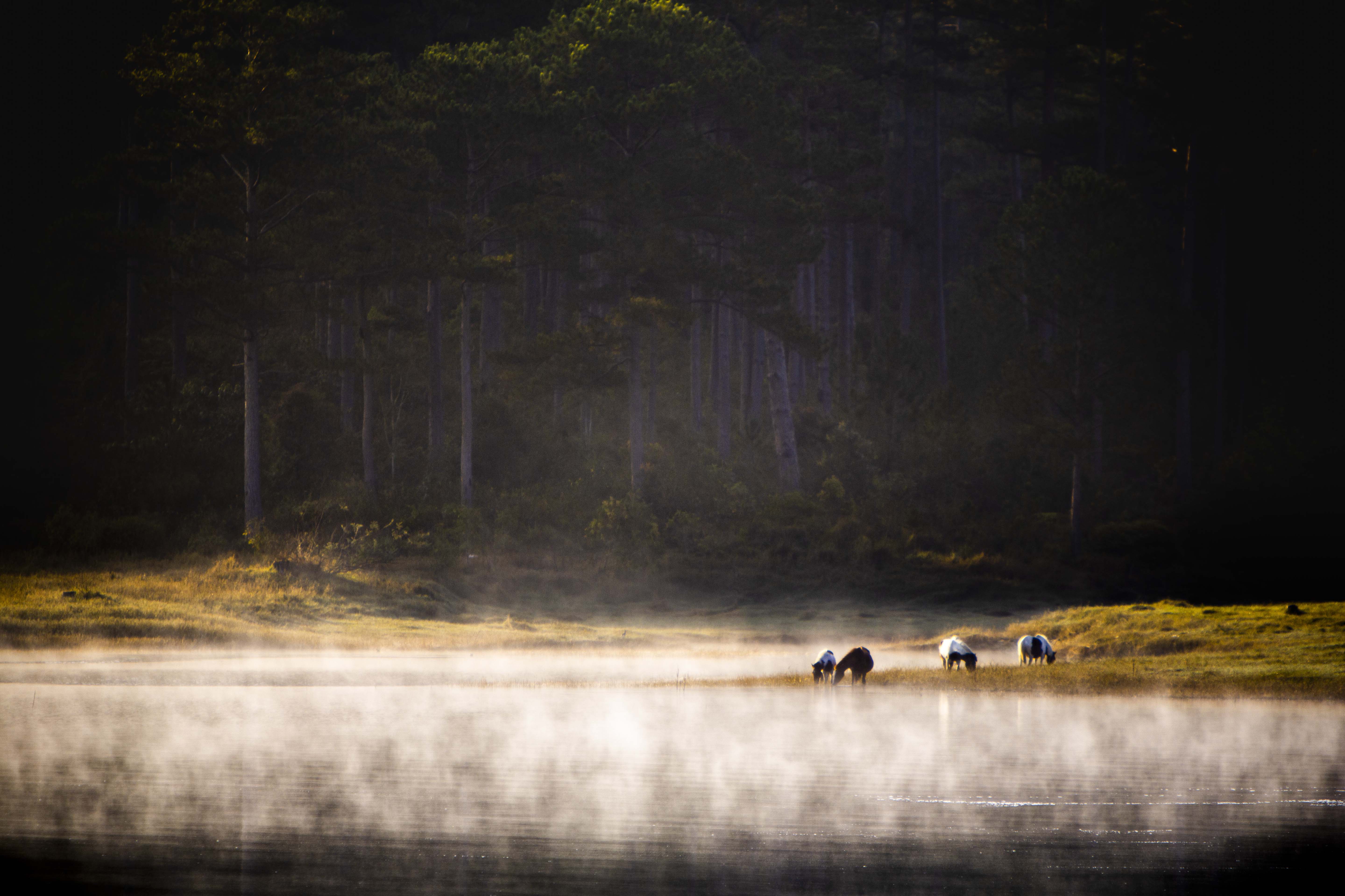 day-tu-3h-sang-san-bien-may-phu-kin-da-lat-ivivu-20 day-tu-3h-sang-san-bien-may-phu-kin-da-lat-ivivu-20