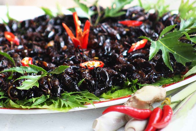 Dế làm sạch được trụng (trần) qua nước sôi để ráo trước khi chế biến. Để hương vị ngon hơn, ngay trong quá trình nuôi, ngoài cám tổng hợp, người nuôi còn cho dế ăn sữa bột dinh dưỡng. Nhờ đó, con dế chắc mẩy, béo tròn.