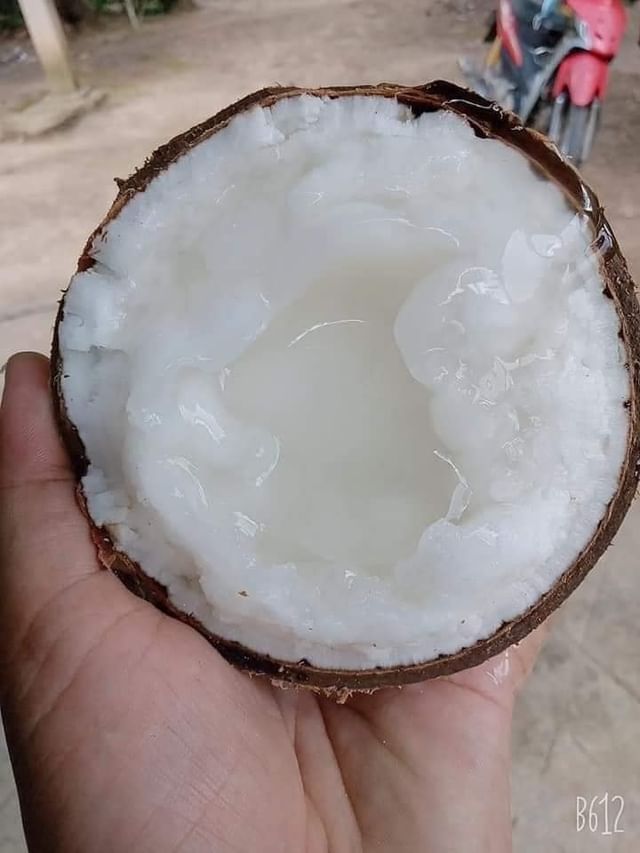 Dừa sáp Bến Tre