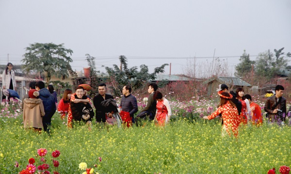 Không chỉ có riêng hoa đào, tại khu vực Bãi đá Sông Hồng còn có nhiều loài hoa khác như cúc, thược dược, violet...