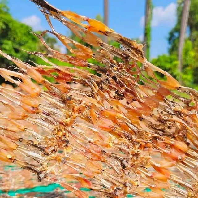 Khô nhái đặc sản mua quà An Giang