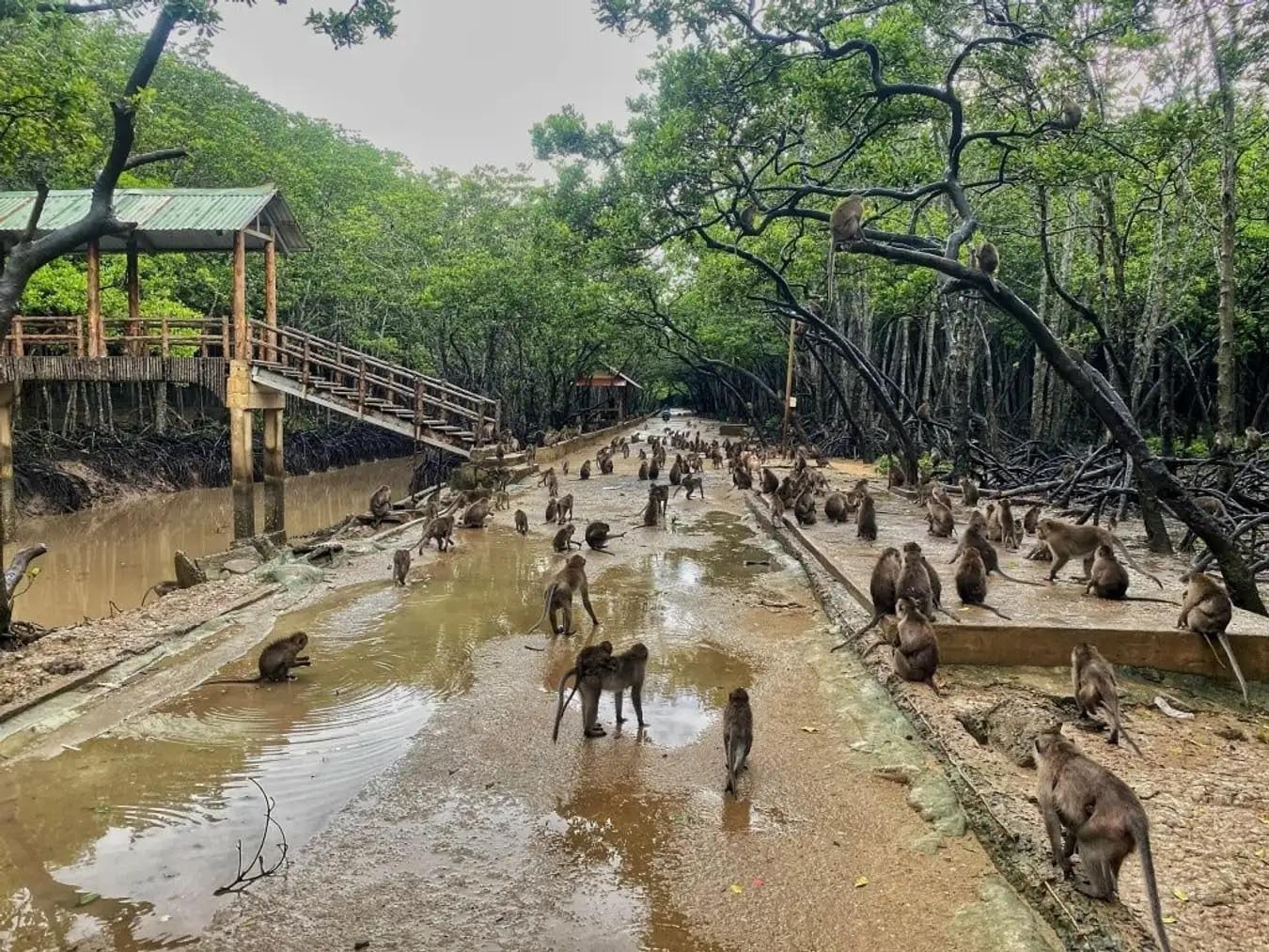 Những chú khỉ tinh nghịch đáng yêu tại Đảo Khỉ Cần Giờ