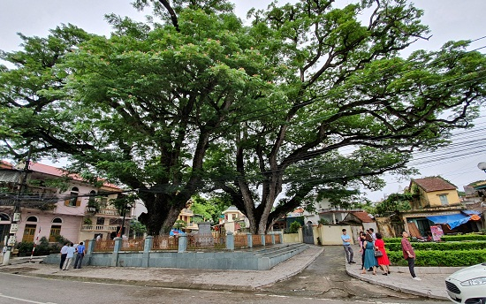 Hai cây lim Giếng Rừng – dấu tích nơi quân đã lấy gỗ dựng cọc tại di tích Chiến thắng Bạch Đằng