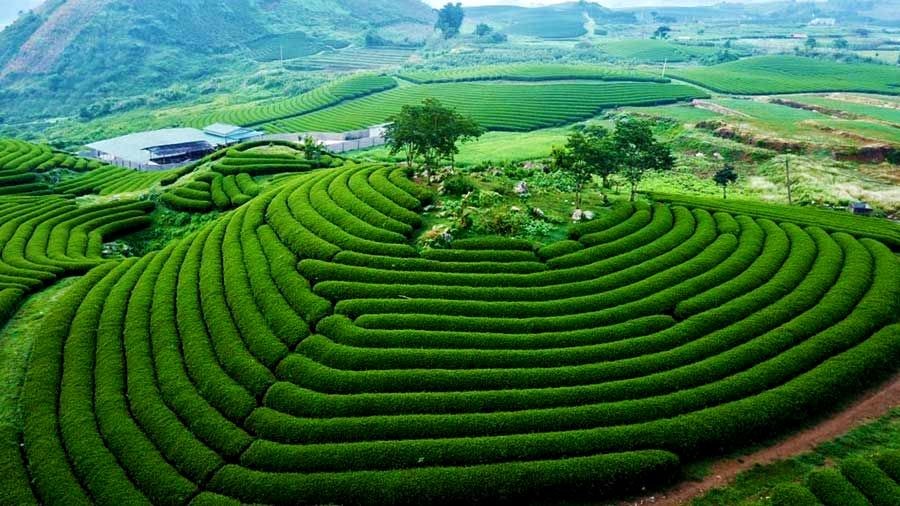 Đồi chè Mộc Châu - điểm đến chữa lành gần Hà Nội