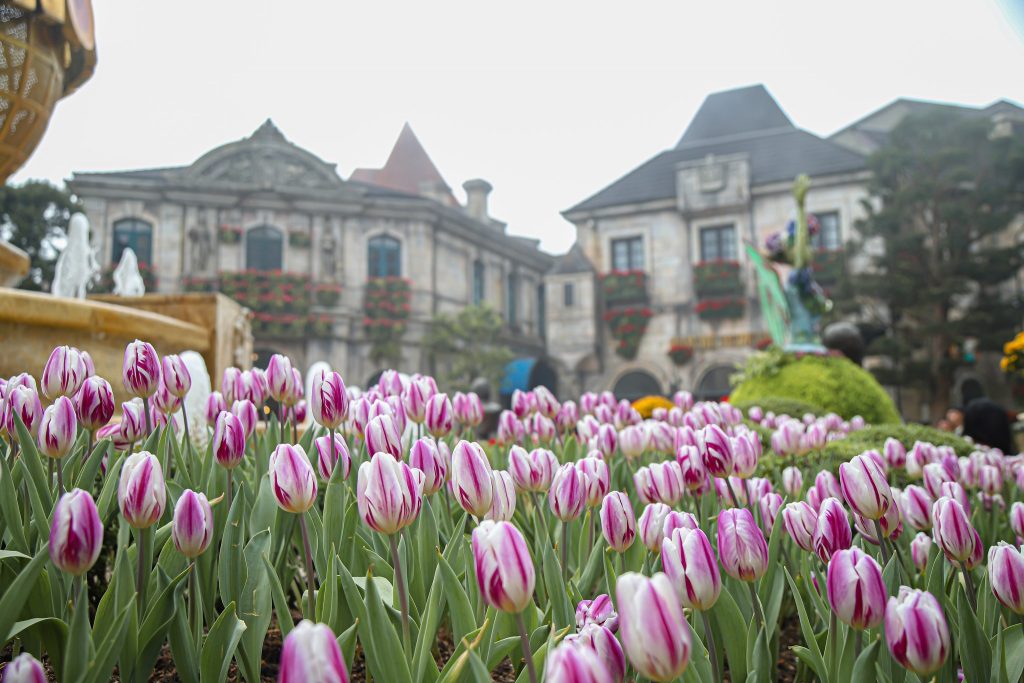 diem-den-hot-dip-tet-binh-ngo-ivivu-8-1024x683-1