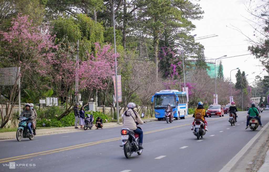 Mai anh đào nở rộ trên đường Trần Hưng Đạo Đà Lạt