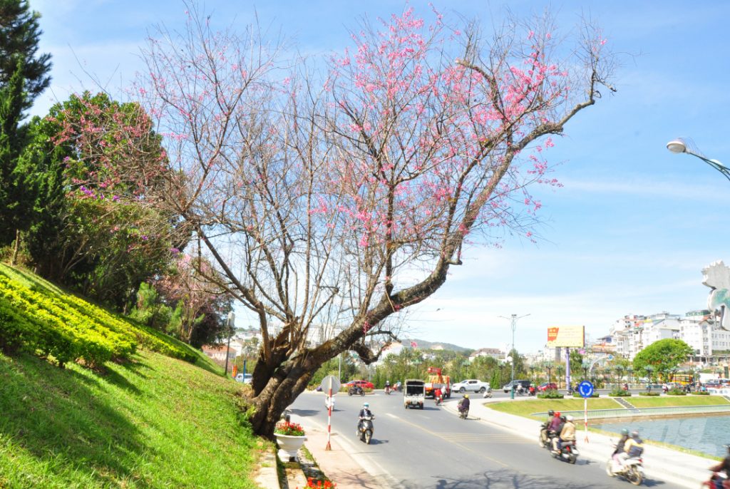 Hoa mai anh đào bên hồ Xuân Hương Đà Lạt