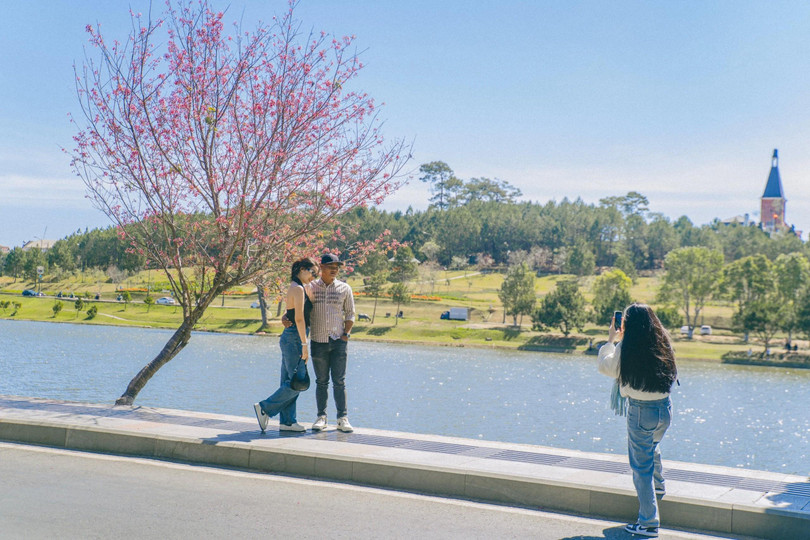 Check in ngắm mai anh đào Đà Lạt bên bờ hồ Xuân Hương
