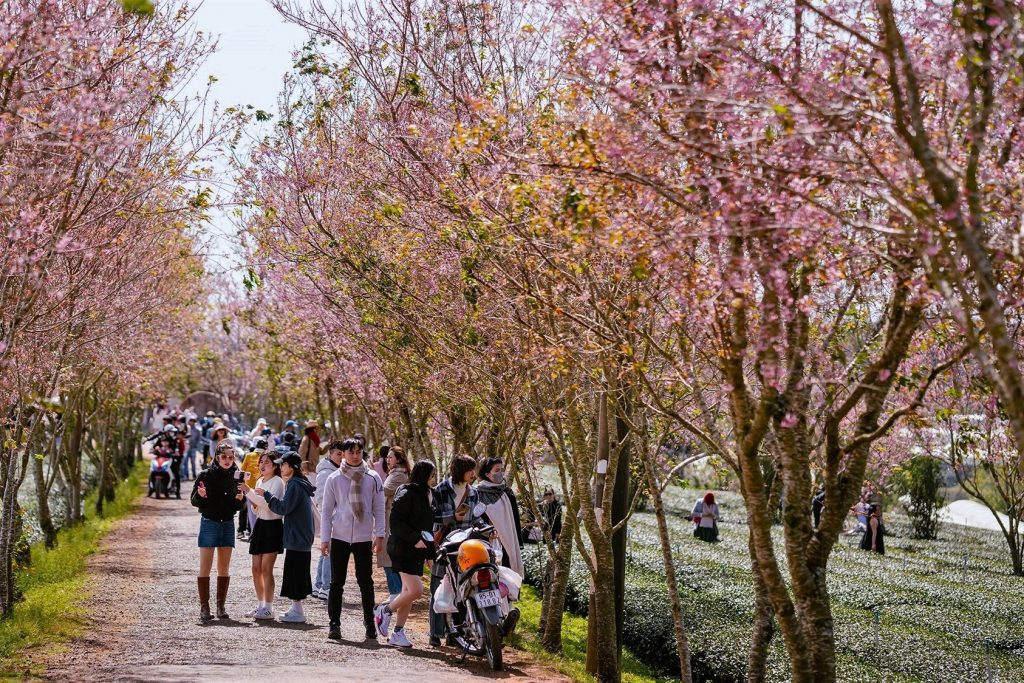 Hàng mai anh đào nở rộ đồi chè Cầu Đất Đà Lạt