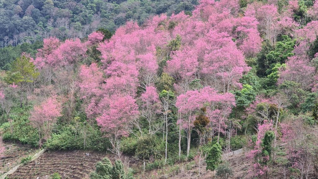 Quần thể rừng mai anh đào tại Lạc Dương Đà Lạt