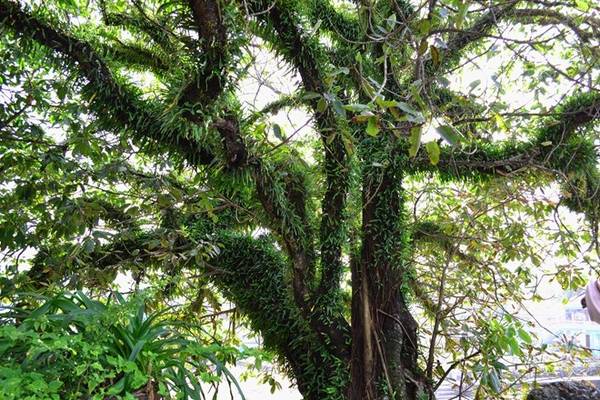 Dọc lối đi quanh co tại Dinh Cậu Phú Quốc luôn rợp bóng mát của những cụ cây già nua.