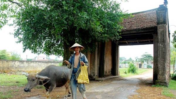 Cung đường đạp xe đi làng cổ Đường Lâm xanh mát hai bên đường
