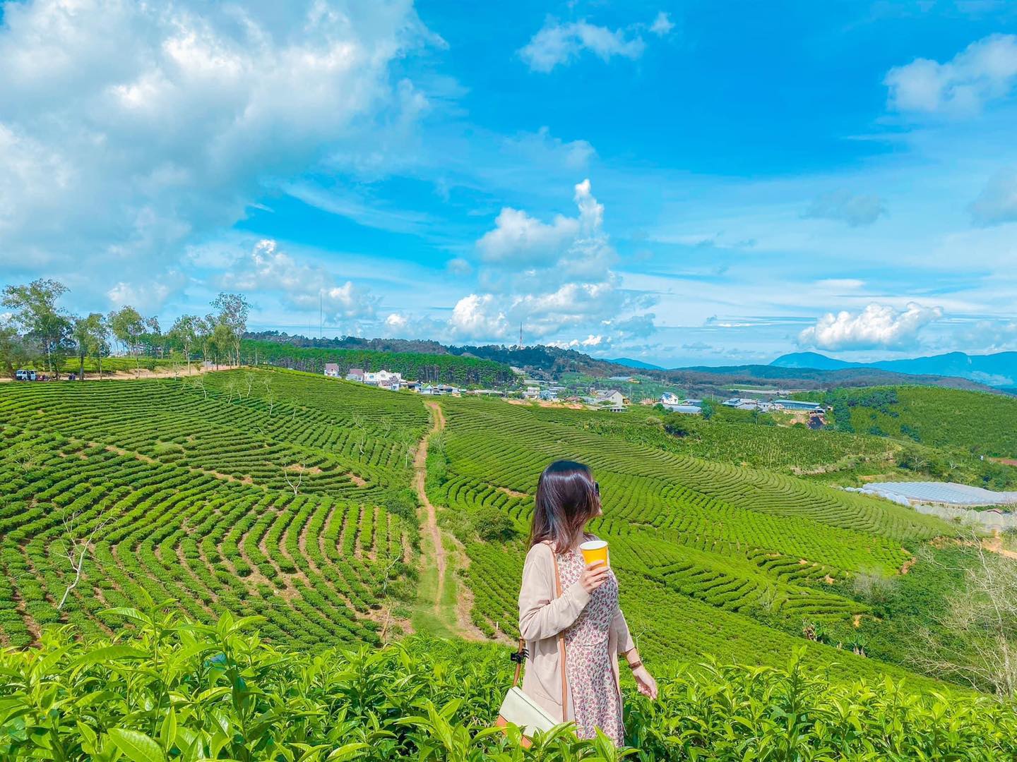 Khám phá đồi chè Cầu Đất Đà Lạt trong tour liên tuyến