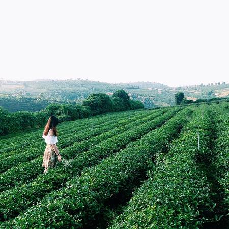 Không gian xanh mướt của nương chè Bảo Lộc