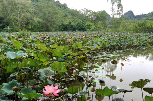 Cảnh đẹp đầm sen thơm ngát hai bên bờ suối Yến