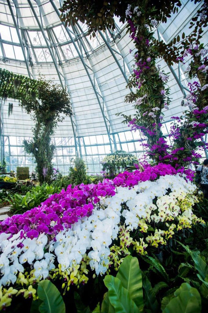 Bộ sưu tập hoa lan quý hiếm tại nhà kính đồi Vạn Hoa