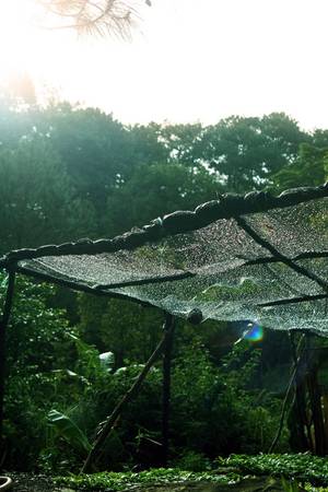 Giây phút dân dã trong vườn rau ở Khu du lịch Núi Voi được du khách ghi lại một ngày tháng 8 vừa qua.