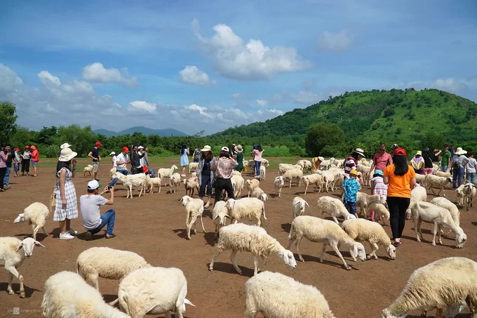 Đồng cừu ở xã Suối Nghệ thuộc huyện Châu Đức, tỉnh Bà Rịa - Vũng Tàu. 6h sáng, đồng cừu bắt đầu mở cửa, đến khoảng 10h chật kín du khách. Xe du lịch đậu kín lối vào. Cừu được người dân tập trung ở một bãi đất trống. Hiện có 2 chỗ cho du khách tham quan và thu phí 20.000 đồng tại khu vực này.  Cách đây hơn 4 năm, nơi này được người địa phương sử dụng để thả cừu ăn cỏ. Khi du khách khắp nơi đến tham quan và chụp ảnh đông dần, người dân mở thêm dịch vụ để phục vụ.