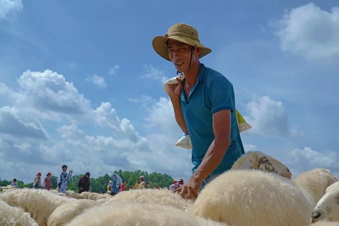 Dưới ánh nắng gắt của miền biển, anh Thành dùng tay đánh vào mông những con cừu, miệng hô to "hơ, hơ, hơ", để chúng không đi ra xa bầy. Đàn cừu anh đang chăm là một trong hai điểm thu hút đông khách nhất.  Anh cho hay, cả đàn có khoảng 230 con. "Chúng tôi thả cừu vào 6h sáng mỗi ngày và đưa chúng về chuồng lúc 18h. Nhưng nếu còn khách và trời còn sáng, chúng tôi vẫn phục vụ", anh nói.