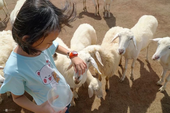 Cừu tại đây khá dạn người nên bạn dễ dàng chạm vào chúng. Loài vật này khá được lòng các em nhỏ.