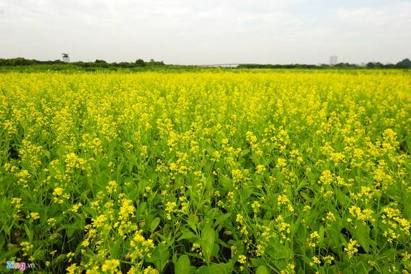 Cánh đồng ngắm hoa cải Hà Nội vàng rực gần địa phận xã Trâu Quỳ, huyện Gia Lâm đã nở rộ.