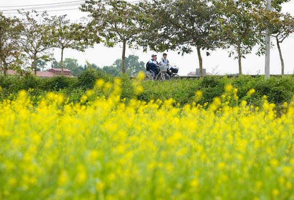 Xu hướng trồng hoa cải phục vụ khách du lịch tại Hà Nội.