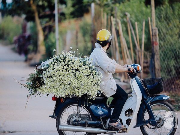 dong-sap-den-roi-cu-nhin-nhung-bong-cuc-hoa-mi-tinh-khoi-xuong-pho-thi-ro-ivivu-4 dong-sap-den-roi-cu-nhin-nhung-bong-cuc-hoa-mi-tinh-khoi-xuong-pho-thi-ro-ivivu-4