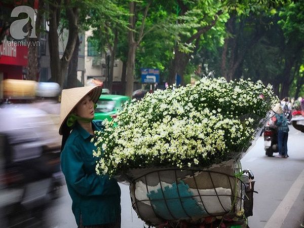 dong-sap-den-roi-cu-nhin-nhung-bong-cuc-hoa-mi-tinh-khoi-xuong-pho-thi-ro-ivivu-5 dong-sap-den-roi-cu-nhin-nhung-bong-cuc-hoa-mi-tinh-khoi-xuong-pho-thi-ro-ivivu-5