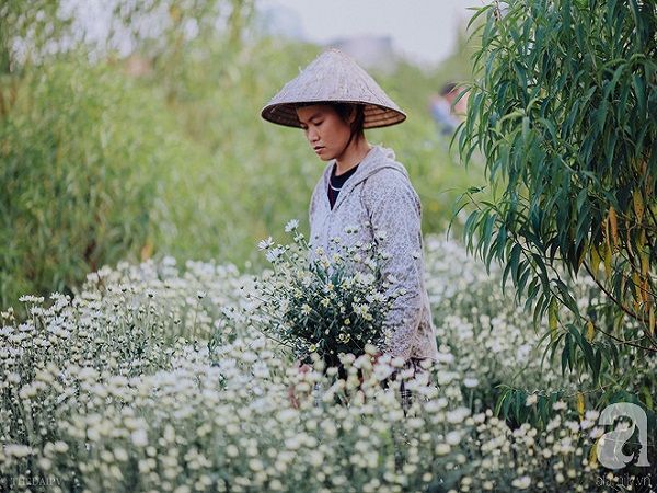 dong-sap-den-roi-cu-nhin-nhung-bong-cuc-hoa-mi-tinh-khoi-xuong-pho-thi-ro-ivivu-9 dong-sap-den-roi-cu-nhin-nhung-bong-cuc-hoa-mi-tinh-khoi-xuong-pho-thi-ro-ivivu-9