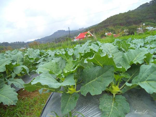 Ruộng su hào tươi tốt ở D’ran Đà Lạt