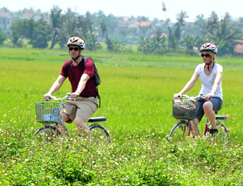 Du khách Pháp đạp xe bên cánh đồng lúa vàng tại miền Trung